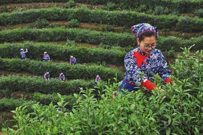 Hangzhou West Lake and Tea Plantation Half Day Tour - FAQs
