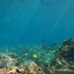 Hawaiian Sail and Snorkel in Kailua-Kona, Hawaii - Snorkeling in a Secluded Cove