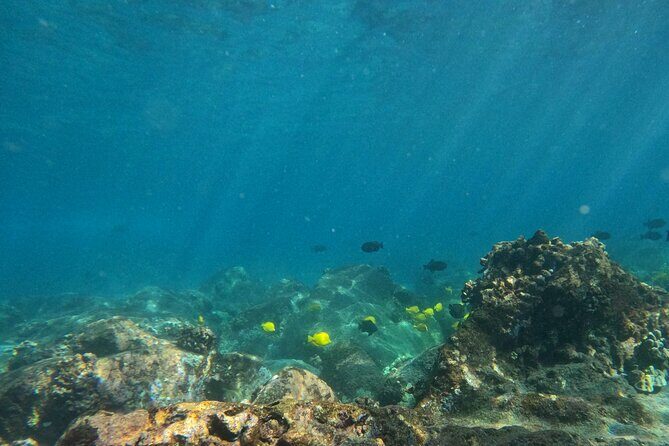 Hawaiian Sail and Snorkel in Kailua-Kona, Hawaii - Snorkeling in a Secluded Cove