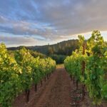 Heart of Willamette Winery Pass : Wine Tastings and Discounts - Who Is This Tour Best For?