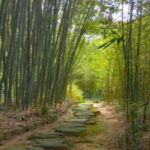 Hidden Bamboo gem and Japanese foods in Izakaya Private Tour - Dinner at a Popular Izakaya