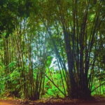 Highlight of Bali Tour - What to Expect and Practical Tips