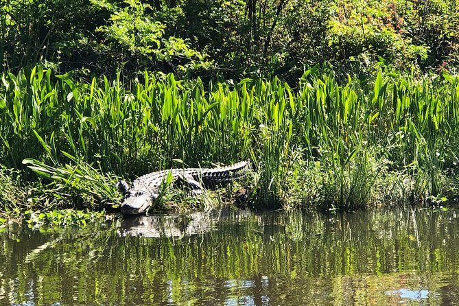 Highlights of New Orleans City and Swamp Tour Combination - Pricing and Value