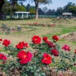 Highlights of the Chandigarh (Guided Half Day City Tour) - What’s Included and What’s Not
