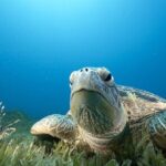 Hilo's Remote Tropical Reef 2 Tank Boat Dive - Final Thoughts