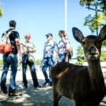 Hiroshima and Miyajima A Walk Through of History and Peace - FAQ
