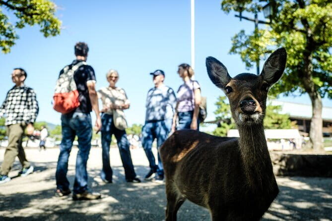 Hiroshima and Miyajima A Walk Through of History and Peace - FAQ