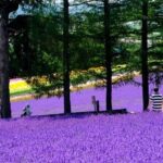 Hokkaido Asahiyama Zoo, Furano and Biei Bus Tour - The Itinerary in Detail: What to Expect
