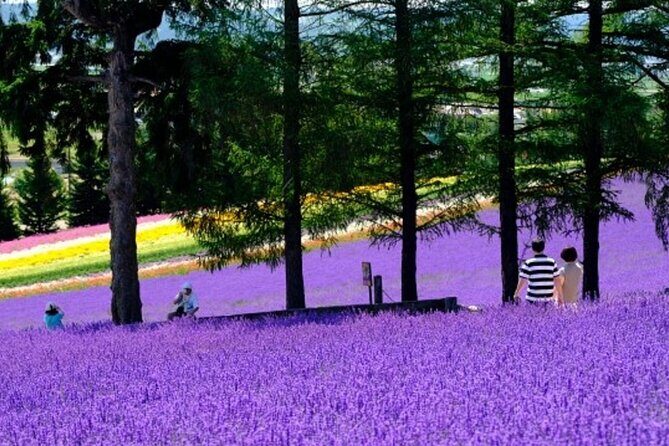 Hokkaido Asahiyama Zoo, Furano and Biei Bus Tour - The Itinerary in Detail: What to Expect