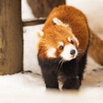 Hokkaido Highlights of Flower Blossom, Asahiyama Zoo& Blue pondAoi-ike! - What We Love About This Tour