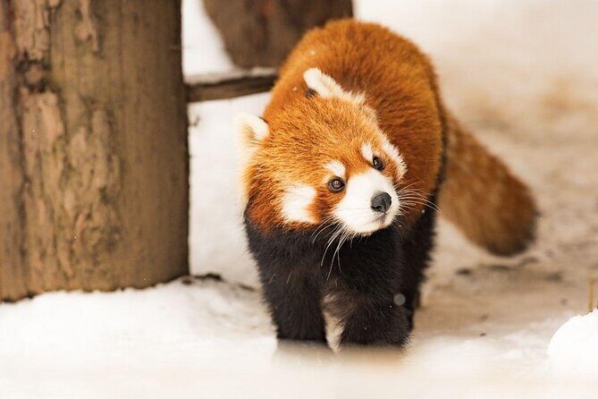 Hokkaido Highlights of Flower Blossom, Asahiyama Zoo& Blue pondAoi-ike! - What We Love About This Tour