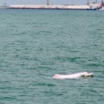 Hong Kong Dolphin Watch Tour - Real Experiences from Travelers