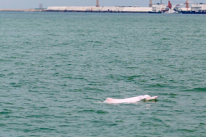 Hong Kong Dolphin Watch Tour - Real Experiences from Travelers