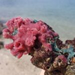 Hong Kong Geopark Kayaking Adventure - What’s Included and What to Bring
