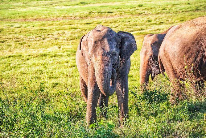 Hurulu Eco Park Private Safari - Final Thoughts: Why Choose the Hurulu Eco Park Safari?