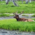 Icy Strait Small Group Shore Excursion: We're going on a bear hunt! - Is This Tour Worth the Price?