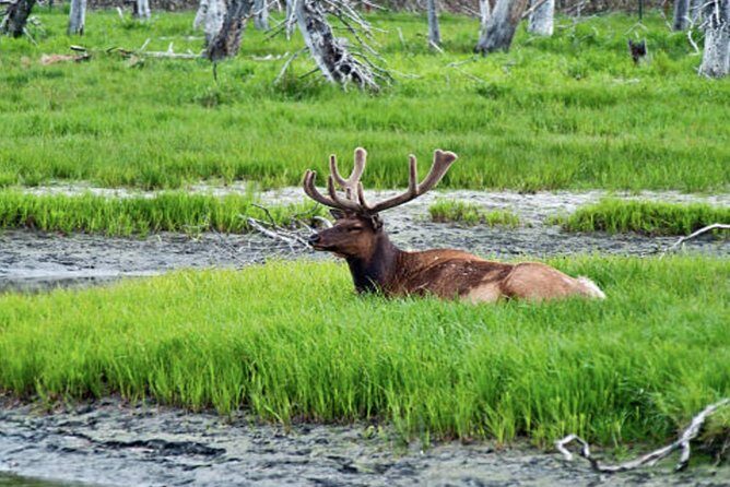 Icy Strait Small Group Shore Excursion: We're going on a bear hunt! - Is This Tour Worth the Price?