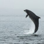 Indian River Lagoon Preserve Kayak Tour - Why This Tour Offers Value