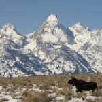 Jackson Hole & Grand Teton Park - Full-Day Wildlife Tour - FAQ
