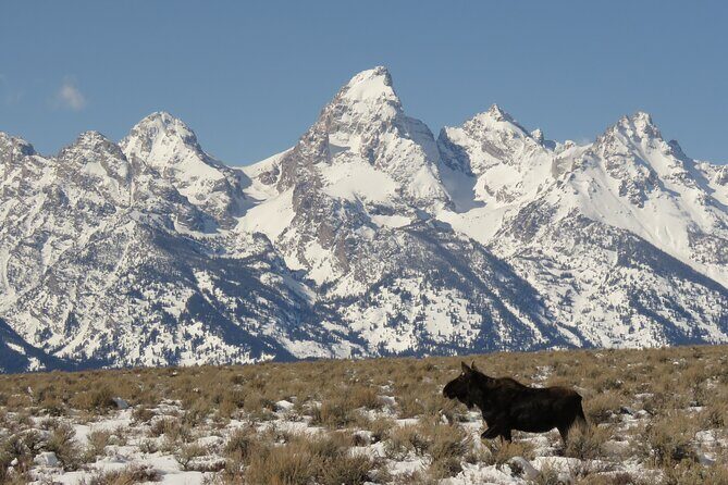 Jackson Hole & Grand Teton Park - Full-Day Wildlife Tour - FAQ