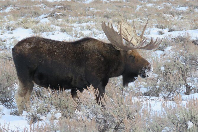 Jackson Hole & Grand Teton Park - Half-Day Wildlife Tour - Afternoon - Who Should Consider This Tour?