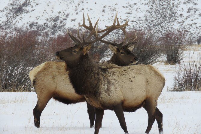 Jackson Hole & Grand Teton Park - Half-Day Wildlife Tour - Morning - Authentic Insights from Reviewers
