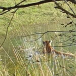 Jaipur Ranthambore Full Day Private Tour - Why This Tour Offers Solid Value