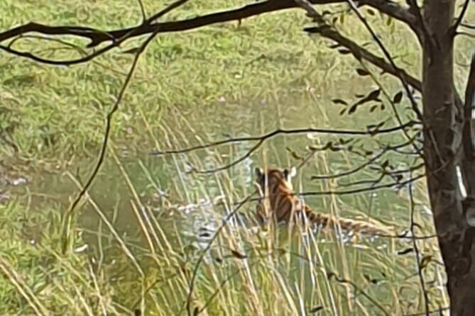 Jaipur Ranthambore Full Day Private Tour - Why This Tour Offers Solid Value