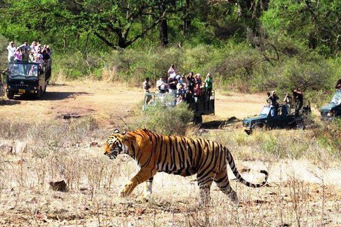 Jaipur Ranthambore Same Day Tour (Ask us on Email before booking) - Who Should Consider This Tour?