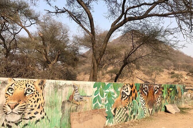 Jaipur to Jhalana Leopard reserve Private Day Trip All Inclusive - Real Experiences from Travelers