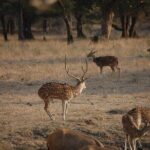 Jaipur to Ranthambore National Park Private One Day Trip - Beyond the Safari: Exploring Ranthambore’s Other Attractions