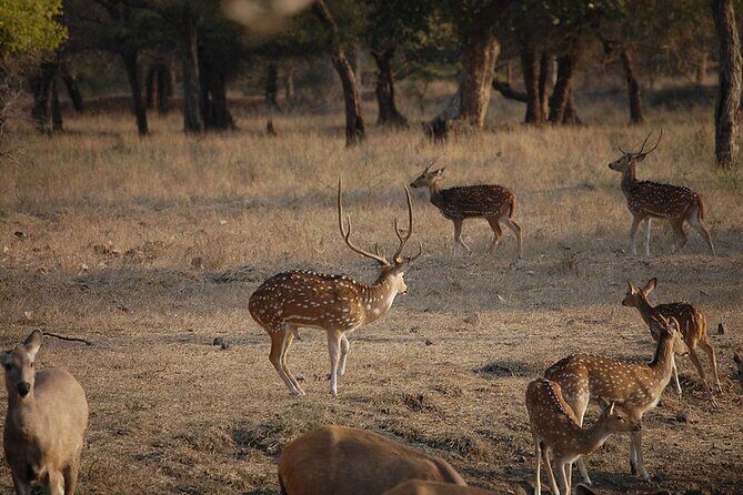 Jaipur to Ranthambore National Park Private One Day Trip - Beyond the Safari: Exploring Ranthambore’s Other Attractions