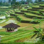 Jatiluwih Rice Terrace and Temple Tour - Final Thoughts: Is It Worth It?