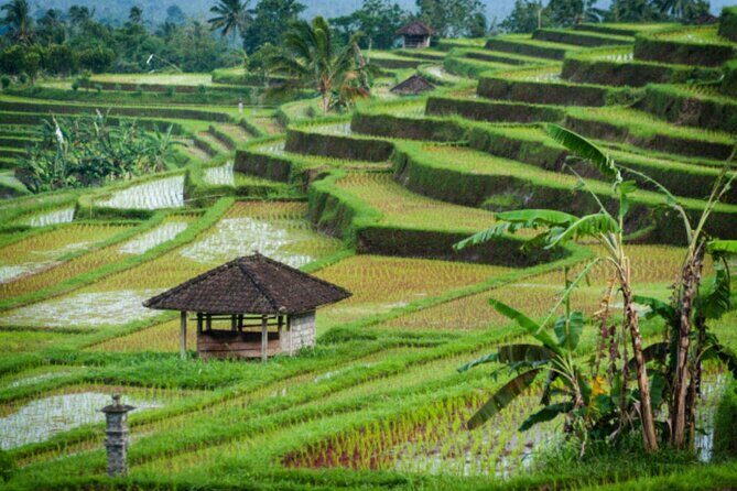 Jatiluwih Rice Terrace and Temple Tour - Final Thoughts: Is It Worth It?