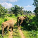 Jeep Safari - What Travelers Are Saying