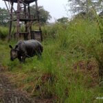 Jeep safari (4-5 hrs., Sharing) inside Chitwan National Park. - The Value of a Shared Safari Experience