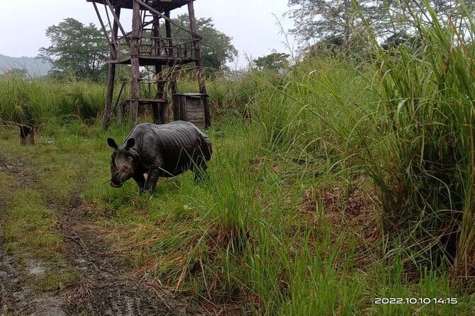 Jeep safari (4-5 hrs., Sharing) inside Chitwan National Park. - The Value of a Shared Safari Experience