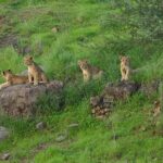 Jeep Safari: A Skip the line access to Devalia Safari Park India - FAQs