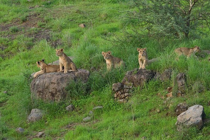 Jeep Safari: A Skip the line access to Devalia Safari Park India - FAQs