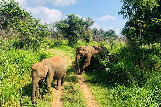 Jeep Safari - What Travelers Are Saying