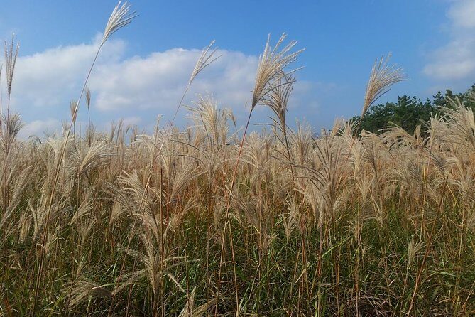 Jeju Private Full day tour of UNESCO Day Tour - The Sum Up