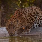Jhalana Panther Safari Park Tour in Jaipur - Authentic Experiences Based on Reviews