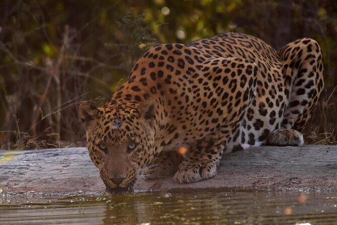 Jhalana Panther Safari Park Tour in Jaipur - Authentic Experiences Based on Reviews