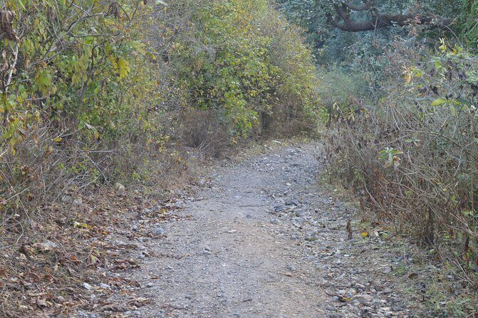 Jharipani Waterfall and Picnic Half day Hike - The Forest Walk to Jharipani Falls