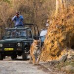 Jim Corbett Jeep Safari - Wildlife Adventure in National Park - Deep Dive into the Wildlife Experience