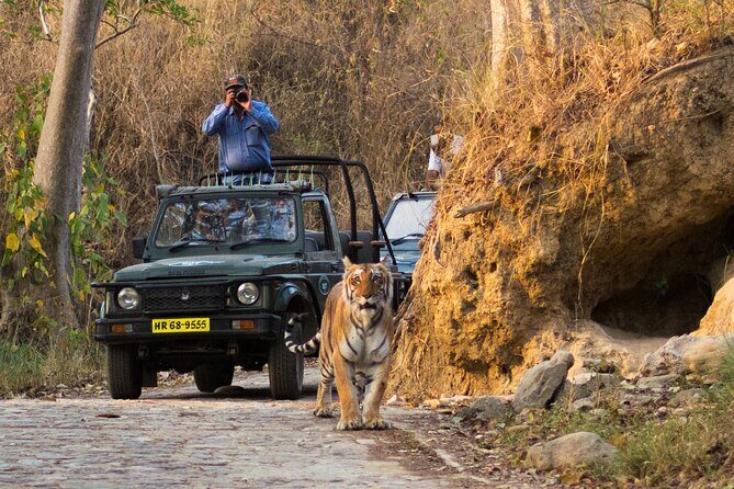 Jim Corbett Jeep Safari - Wildlife Adventure in National Park - Deep Dive into the Wildlife Experience