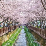 Jinhae Cherry Blossom-Yeojwacheon & Gyeonghwa St. Tour from Busan - The Value of the Tour