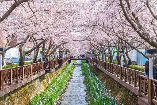 Jinhae Cherry Blossom-Yeojwacheon & Gyeonghwa St. Tour from Busan - The Value of the Tour
