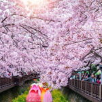 Jinhae Cherry Blossom-Yeojwacheon & Gyeonghwa St. Tour from Seoul - The Logistics and Experience