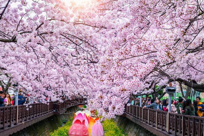 Jinhae Cherry Blossom-Yeojwacheon & Gyeonghwa St. Tour from Seoul - The Logistics and Experience
